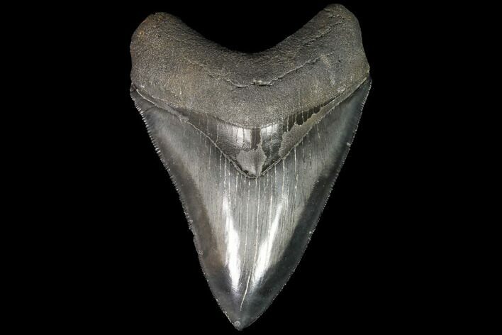 Serrated, Fossil Megalodon Tooth - Georgia #92476
